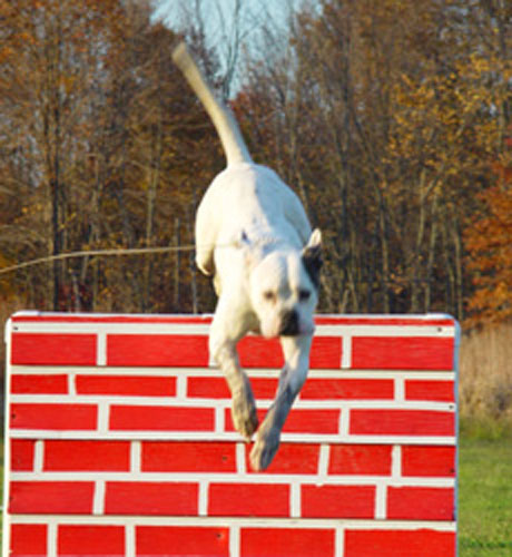 agility-01