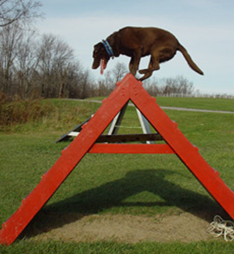 agility-03