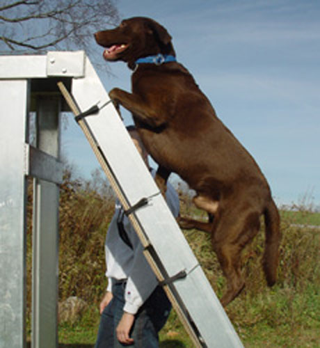 agility-04