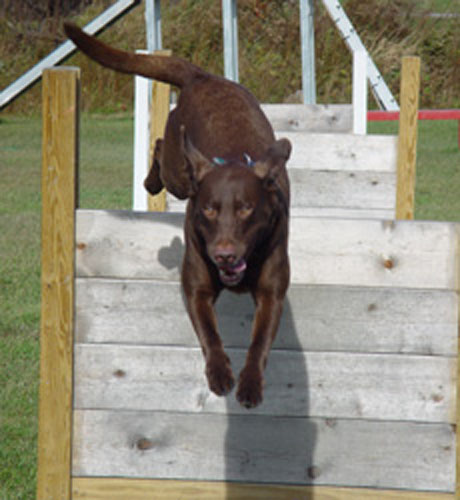agility-05