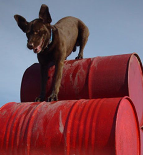 agility-07