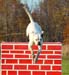 agility-01