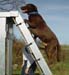 agility-04