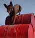 agility-07