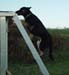 agility-09